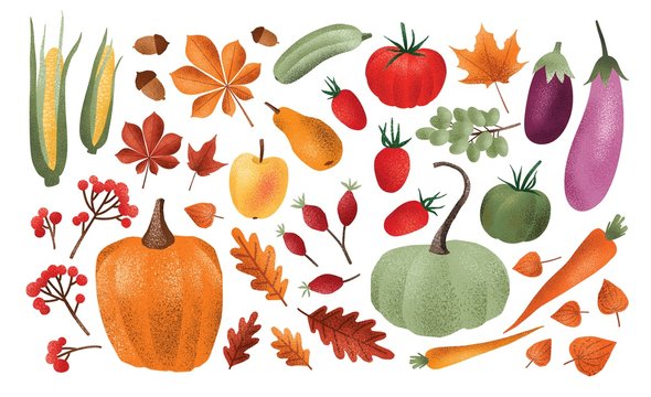 Autumn harvest set. Collection of ripe delicious vegetables, fresh fruits, berries, fallen leaves, acorns isolated on white background. Colorful elegant seasonal vector illustration in modern style.