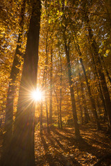 Obraz premium Herbstimpressionen 2018