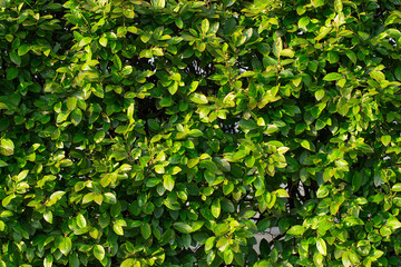 Fototapeta na wymiar The texture of the green hedge