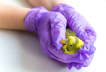 Yellow budgie in the hands of a doctor. 
Doctor's hands in latex gloves holding an exotic bird