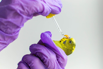 Giving medicine to an exotic parrot bird by a vet medicine. Veterinary medicine. Medicine through a pipette for a bird © Victor