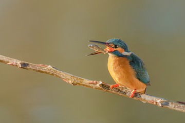  kingfisher, Alcedo atthis