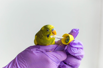  Veterinarian treats exotic parrot bird and gives him medicine through a pipette © Victor