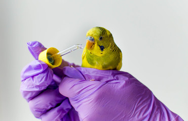  Veterinarian treats exotic parrot bird and gives him medicine through a pipette