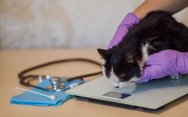  Veterinarian weighs a cat on the initial examination on the table with a stethoscope and medical...