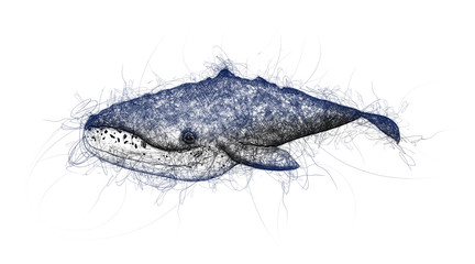 whale doodle illustration