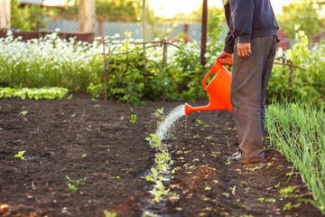 The man gardener watering plants with red watering can in the garden in the evening, at sunset time.