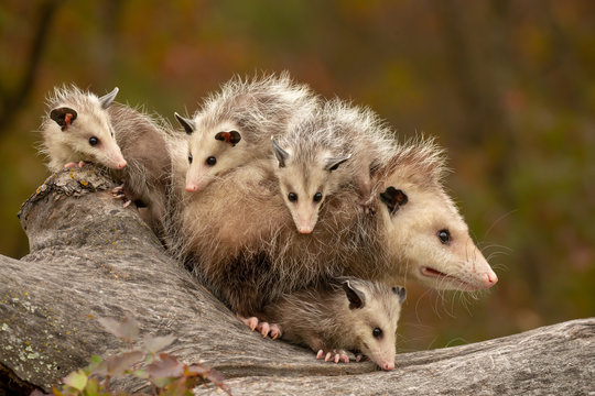 Virginia Opossum taken in central MN under controlled conditions
