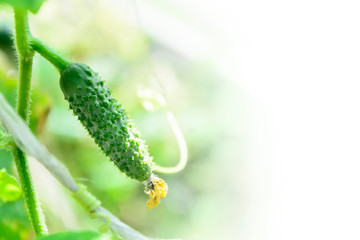 Young cucumber plant. Selective focus. Copy space
