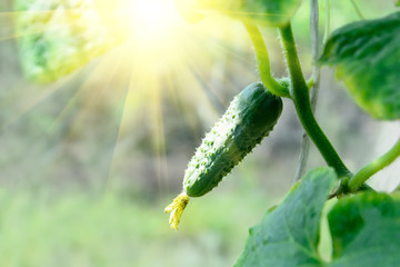 Young cucumber plant. Selective focus. Copy space