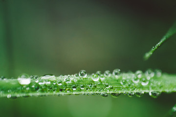 water drops on green grass