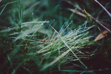 morning dew on the grass