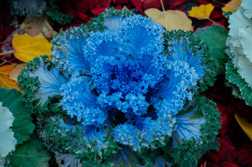 Cauliflower grows on the beds of large cauldrons.