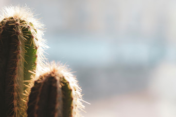 a plant: a cactus with prickly needles that shines through the early backlight.
