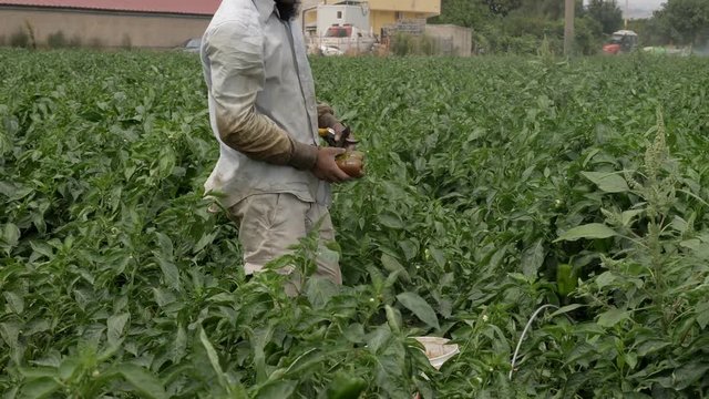 African farmer working in bell peppers in south pf Italy