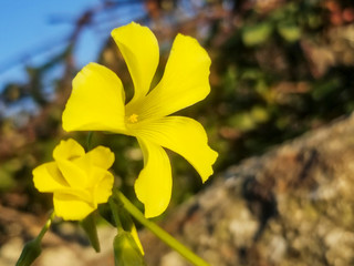 Flowers of Bermuda buttercup, agrillo or chuchamel