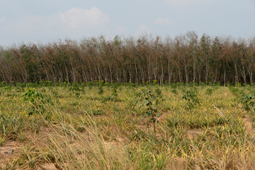 Obraz premium Nature outdoor of rubber tall tree and young tree with pineapple fruit planted between rows.