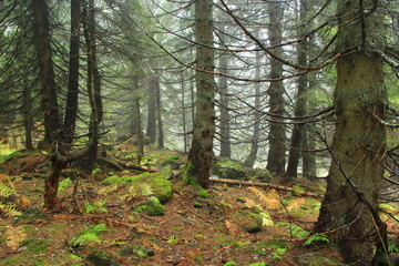 Wild green forest with spruces