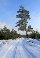 winter road in forest