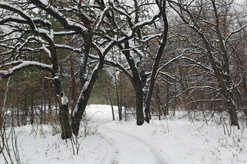 oak trees in winter forest