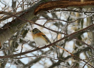 Brambling on tree branch in winter seasons