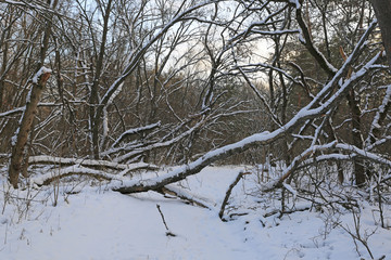 winter scene in deep forest