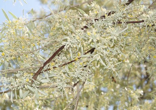      blooming jida tree   ,         lawns and squares of Tashkent     