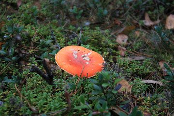 the gifts of the forest. fly agaric