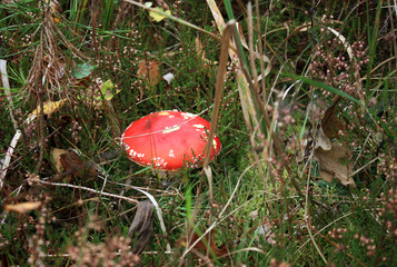 the gifts of the forest. fly agaric