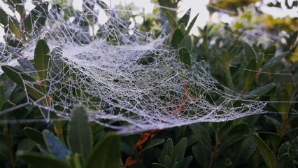 Spinnennetz mit Tautropfen