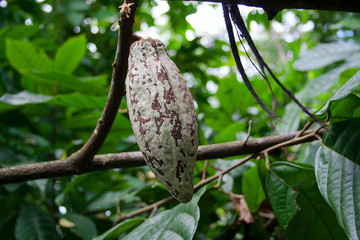 growing cocoa bean