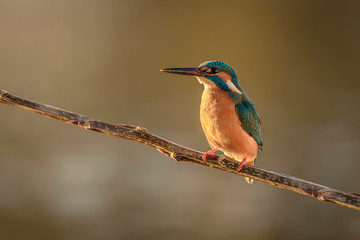  kingfisher, Alcedo atthis