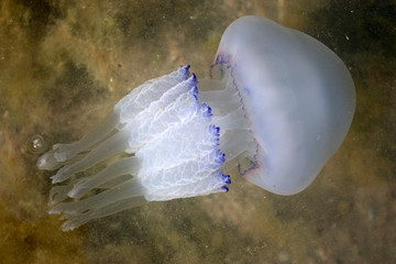 jellyfish. marine life