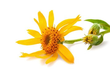 Arnica montana