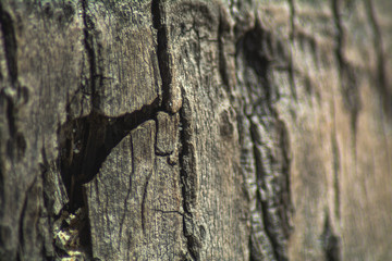 the bark of the palm trees