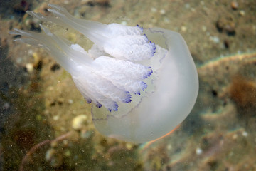 jellyfish. marine life