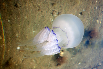 jellyfish. marine life