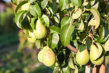 Pear tree,Tasty young pear hanging on tree