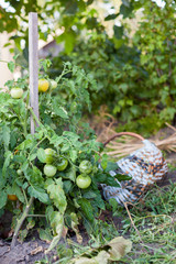 Green tomatoes with a basket in the background