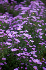 purple flowers in the garden