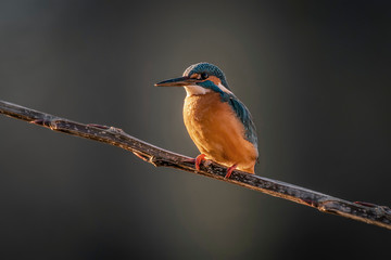  kingfisher, Alcedo atthis