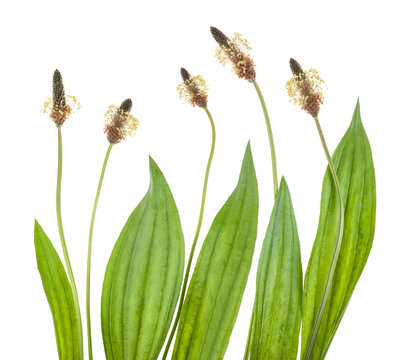 ribwort