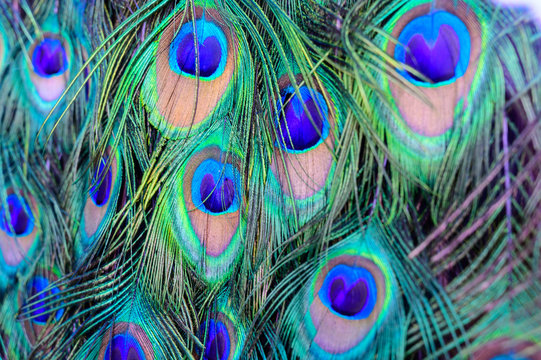 peacock feather © Эдуард Тихонов