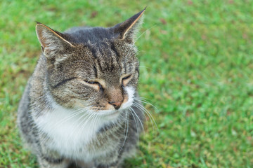 Naklejka na ściany i meble Close-up of a cat rest on the grass