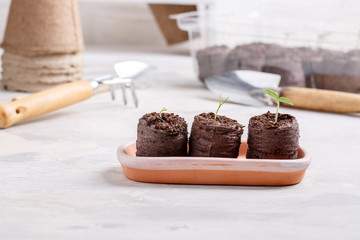 Young seedling sprouts in the peat tablets. Gardening concept.