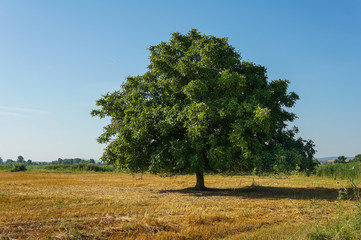 Lonely big walnut tree with a large crown stands in the field.