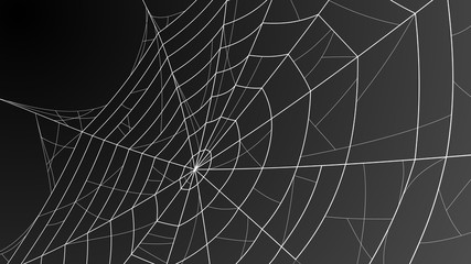 Spider web. Cobweb illustration for halloween design. Vector background.