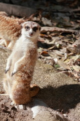 ミーアキャット