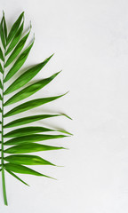 Palm tropical leaf on concrete light surface with copy space, flat lay. Spa concept