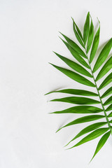 Palm tropical leaf on concrete light surface with copy space, flat lay. Spa concept